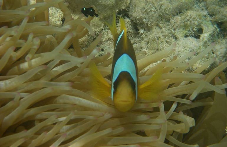 Ausflug zum Schnorcheln mit Insel-Fahrt von Sahl Hasheesh aus