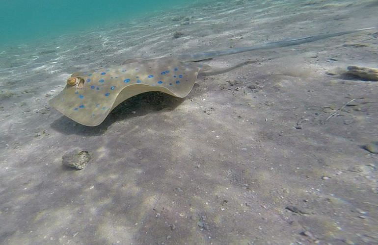 Ausflug zum Schnorcheln mit Insel-Fahrt von Sahl Hasheesh aus