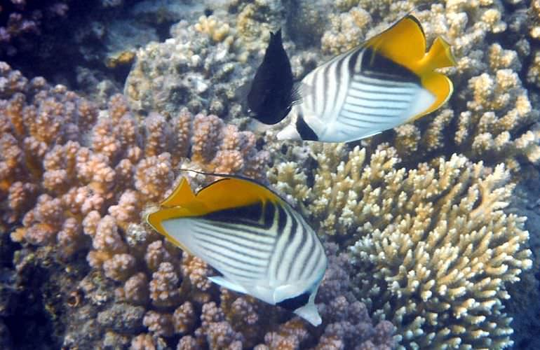 Ausflug zum Schnorcheln mit Insel-Fahrt von Sahl Hasheesh aus