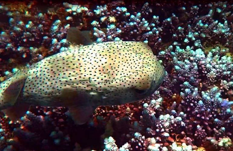 Ausflug zum Schnorcheln mit Insel-Fahrt von Sahl Hasheesh aus