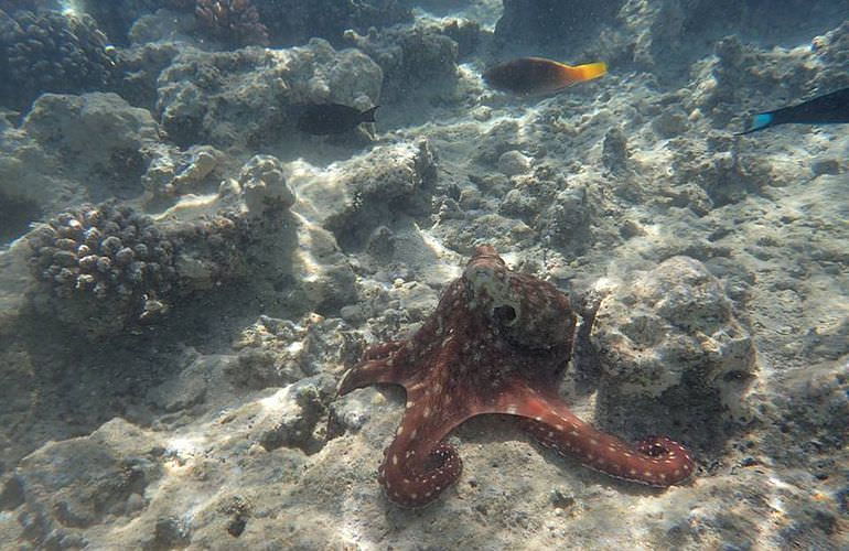 Ausflug zum Schnorcheln mit Insel-Fahrt von Sahl Hasheesh aus