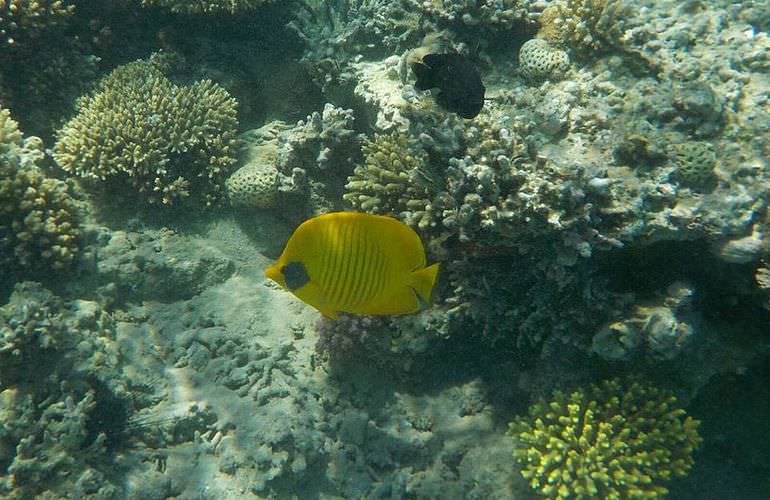 Ausflug zum Schnorcheln mit Insel-Fahrt von Sahl Hasheesh aus