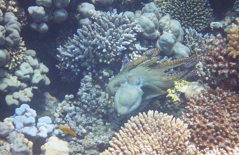 Ausflug zum Schnorcheln mit Insel-Fahrt von Sahl Hasheesh aus