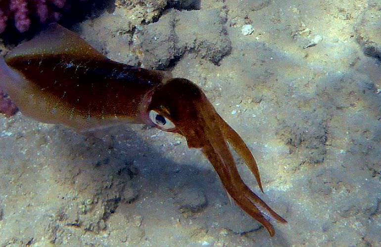 Ausflug zum Schnorcheln mit Insel-Fahrt von Sahl Hasheesh aus