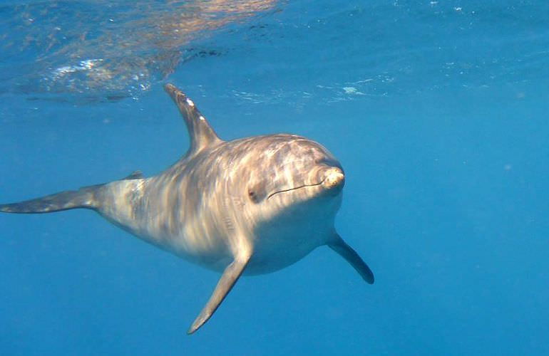 Privater Ausflug zu den Delfinen mit Speedboot ab Sahl Hasheesh