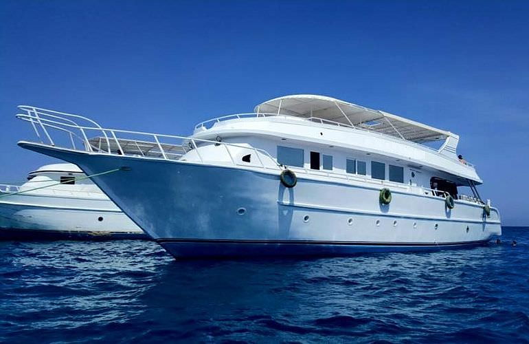 Private Delfin Tour in Sahl Hasheesh - Privater Bootsausflug zum Schnorcheln