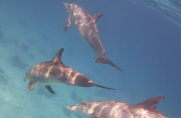 Delfin Tour in Sahl Hasheesh - Schwimmen mit freilebenden Delfinen