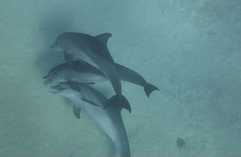 Delfin Tour in Sahl Hasheesh - Schwimmen mit freilebenden Delfinen