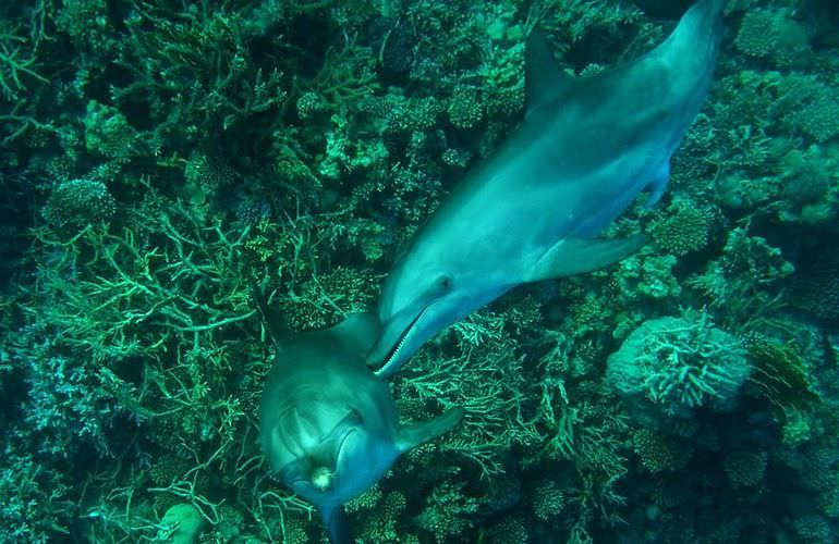 Privater Ausflug zu den Delfinen mit Speedboot ab Sahl Hasheesh