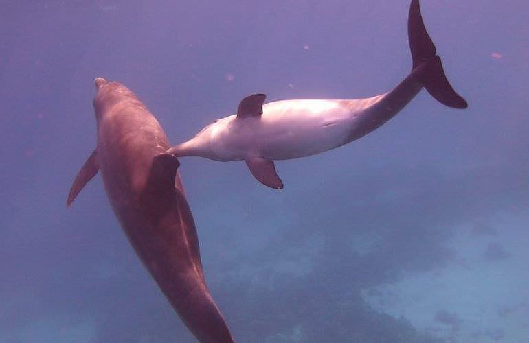 Delfin Tour in Sahl Hasheesh - Schwimmen mit freilebenden Delfinen