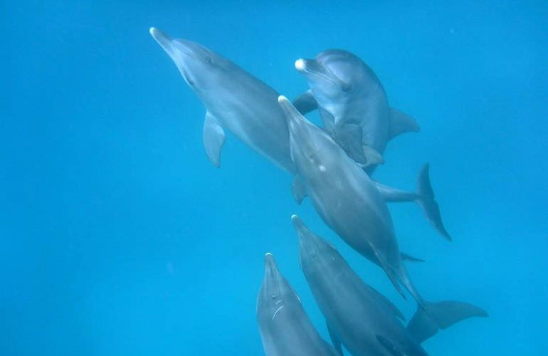 Privater Ausflug zu den Delfinen mit Speedboot ab Sahl Hasheesh