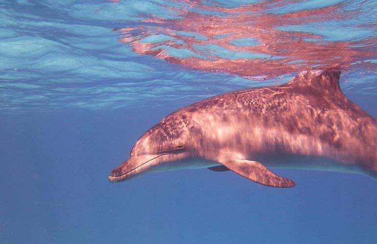 Delfin Tour in Sahl Hasheesh - Schwimmen mit freilebenden Delfinen