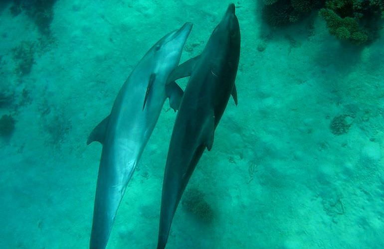 Delfin Tour in Sahl Hasheesh - Schwimmen mit freilebenden Delfinen