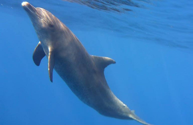 Privater Ausflug zu den Delfinen mit Speedboot ab Sahl Hasheesh
