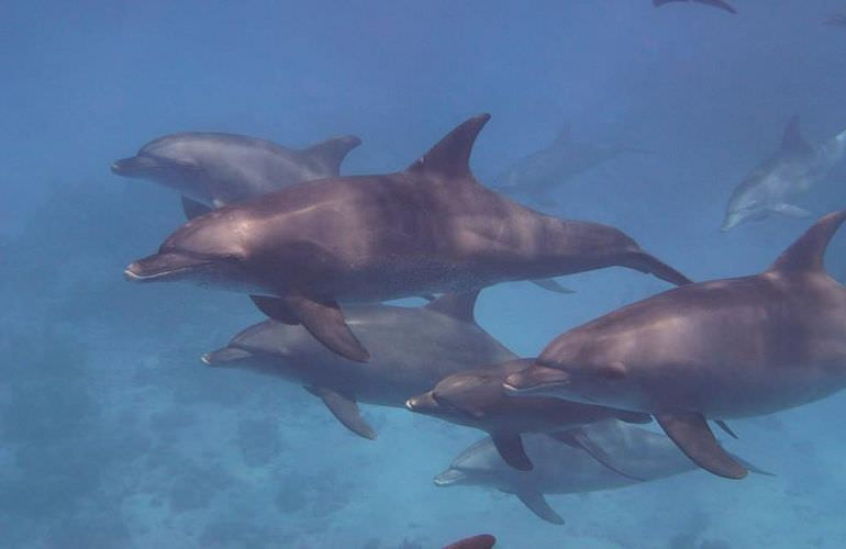Private Delfin Tour in Sahl Hasheesh - Privater Bootsausflug zum Schnorcheln