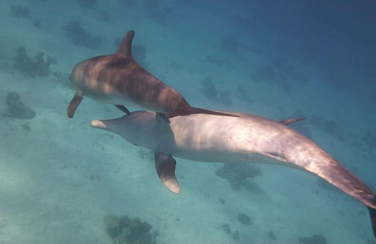 Delfin Tour in Sahl Hasheesh - Schwimmen mit freilebenden Delfinen