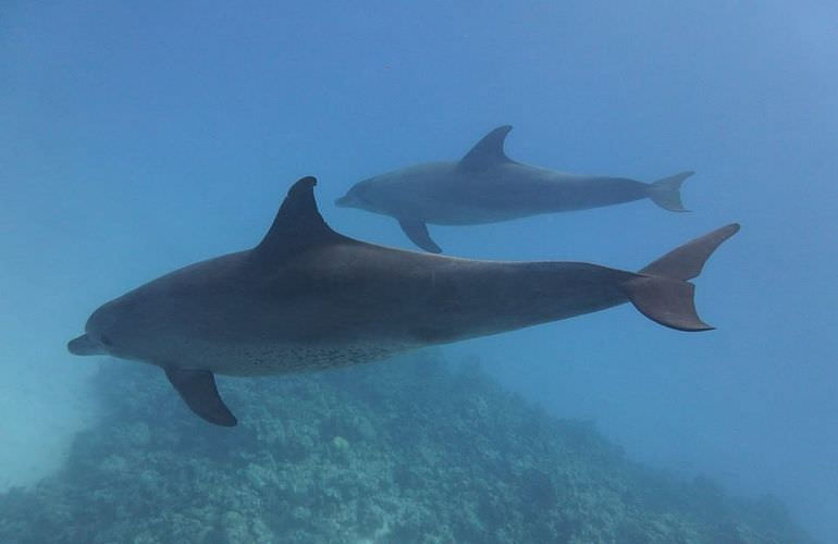 Privater Ausflug zu den Delfinen mit Speedboot ab Sahl Hasheesh