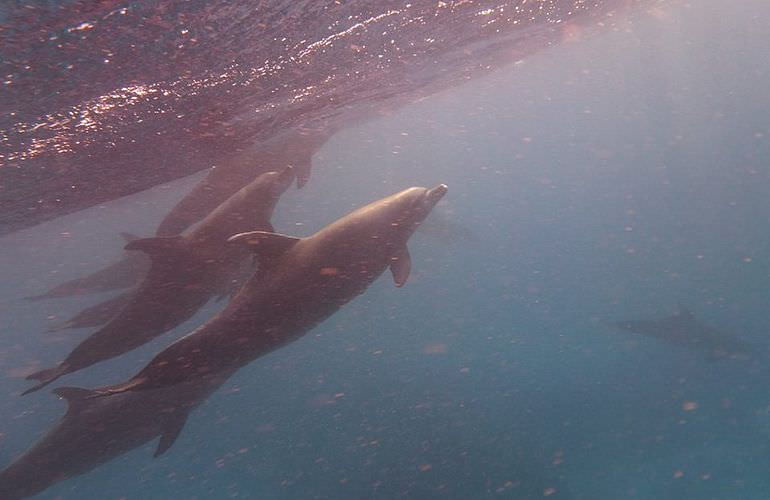 Privater Ausflug zu den Delfinen mit Speedboot ab Sahl Hasheesh