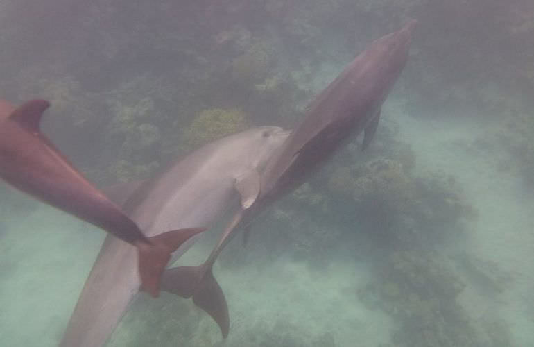 Delfin Tour in Sahl Hasheesh - Schwimmen mit freilebenden Delfinen