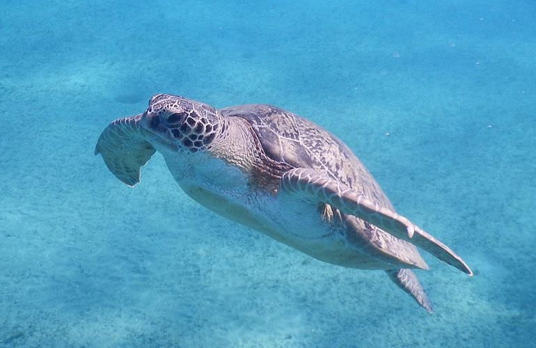 Privater Ausflug zu den Delfinen mit Speedboot ab Sahl Hasheesh