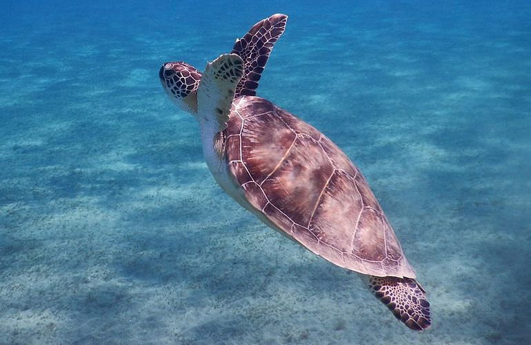 Delfin Tour in Sahl Hasheesh - Schwimmen mit freilebenden Delfinen