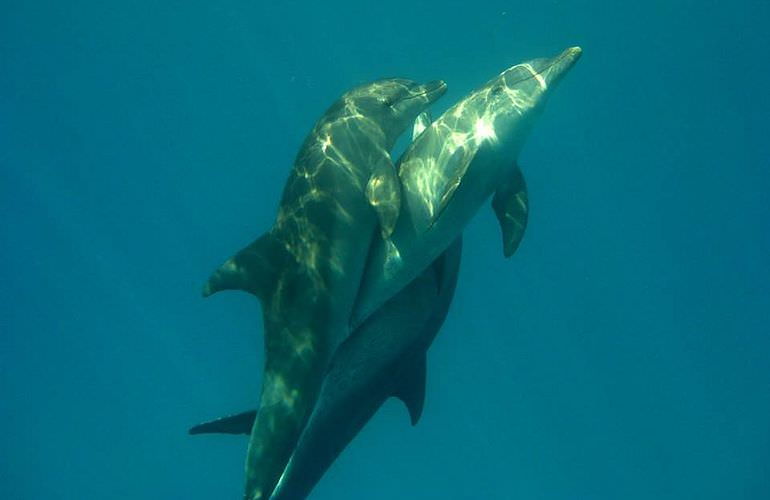 Private Delfin Tour in Sahl Hasheesh - Privater Bootsausflug zum Schnorcheln