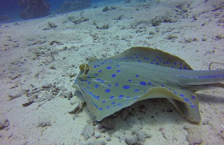 Delfin Tour in Sahl Hasheesh - Schwimmen mit freilebenden Delfinen