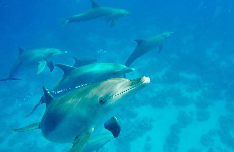 Private Delfin Tour in Sahl Hasheesh - Privater Bootsausflug zum Schnorcheln