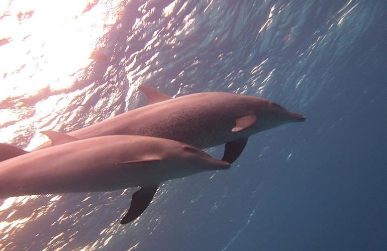 Delfin Tour in Sahl Hasheesh - Schwimmen mit freilebenden Delfinen