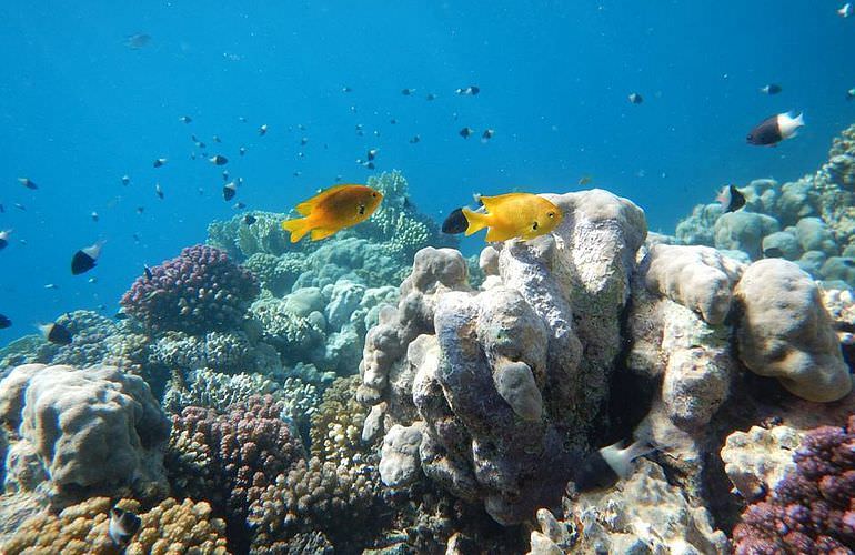 Privater Ausflug zu den Delfinen mit Speedboot ab Sahl Hasheesh