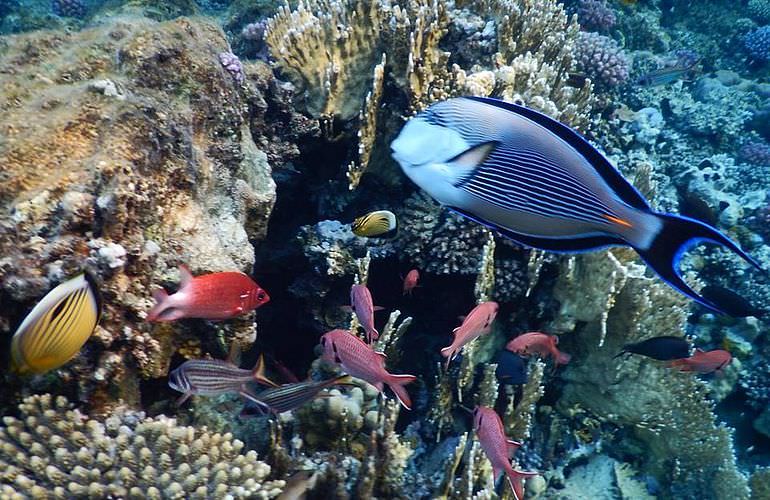 Delfin Tour in Sahl Hasheesh - Schwimmen mit freilebenden Delfinen