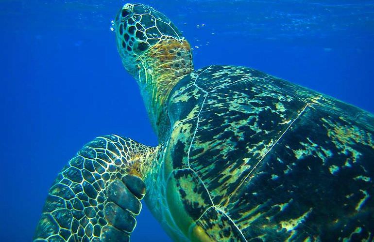 Delfin Tour in Sahl Hasheesh - Schwimmen mit freilebenden Delfinen