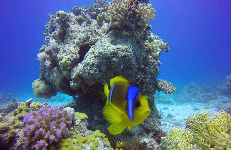 Delfin Tour in Sahl Hasheesh - Schwimmen mit freilebenden Delfinen