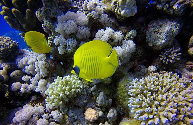 Delfin Tour in Sahl Hasheesh - Schwimmen mit freilebenden Delfinen