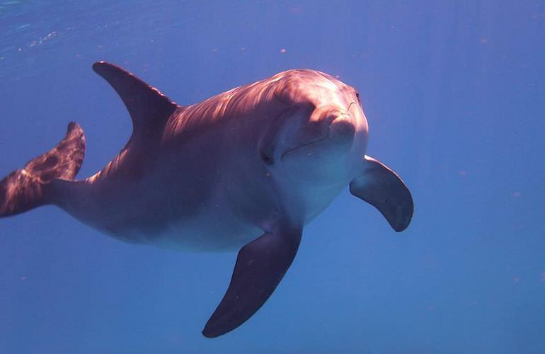 Delfin Tour in Sahl Hasheesh - Schwimmen mit freilebenden Delfinen