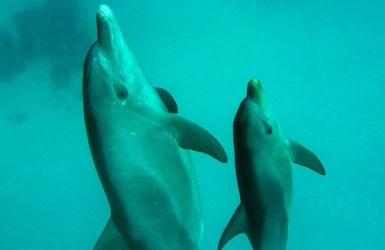 Delfin Tour in Sahl Hasheesh - Schwimmen mit freilebenden Delfinen