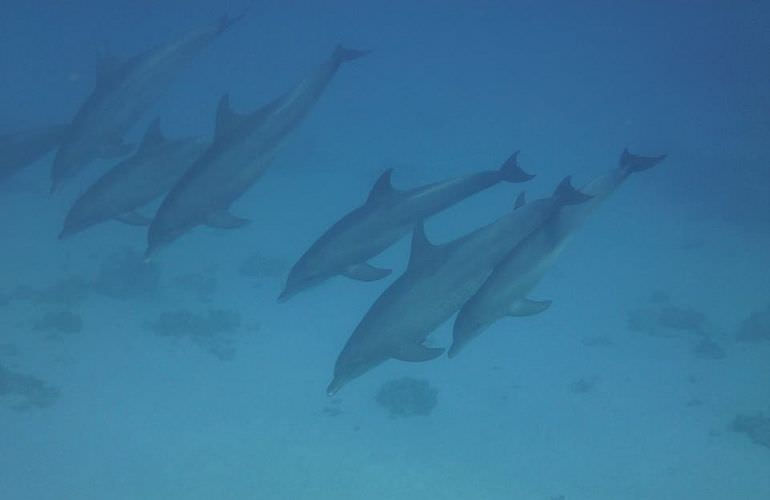 Delfin Tour in Sahl Hasheesh - Schwimmen mit freilebenden Delfinen