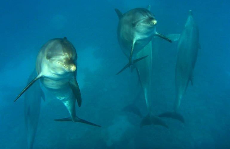 Delfin Tour in Sahl Hasheesh - Schwimmen mit freilebenden Delfinen