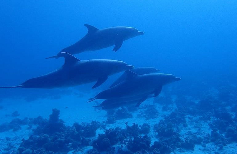 Privater Ausflug zu den Delfinen mit Speedboot ab Sahl Hasheesh