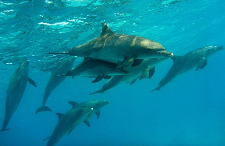 Delfin Tour in Sahl Hasheesh - Schwimmen mit freilebenden Delfinen