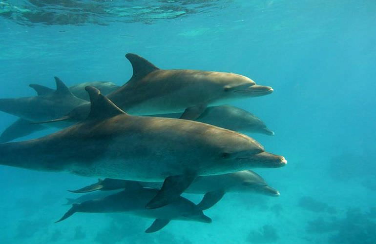 Delfin Tour in Sahl Hasheesh - Schwimmen mit freilebenden Delfinen