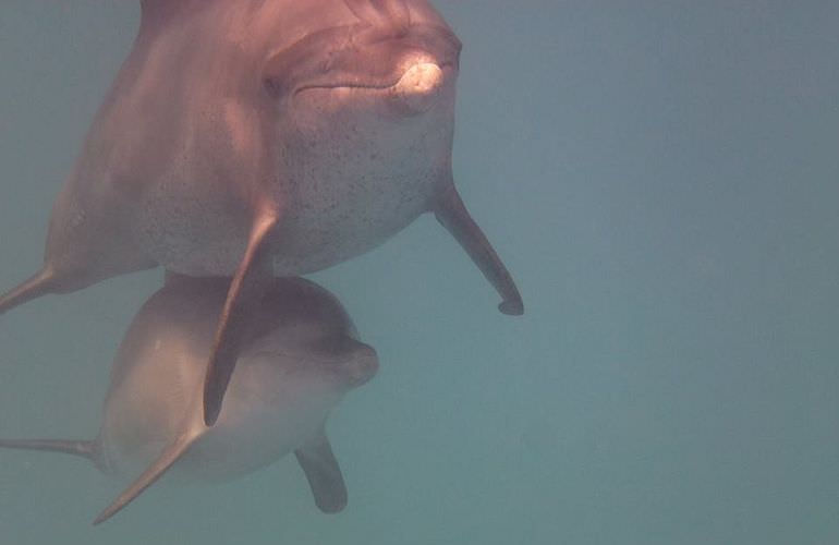 Delfin Tour in Sahl Hasheesh - Schwimmen mit freilebenden Delfinen