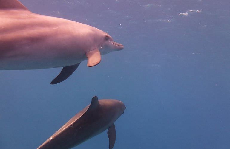 Privater Ausflug zu den Delfinen mit Speedboot ab Sahl Hasheesh