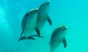 Private Delfin Tour ab Sahl Hasheesh - Privater Bootsausflug zum Schnorcheln
