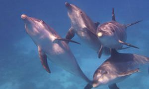 Delfin Tour ab Sahl Hasheesh - Schwimmen mit freilebenden Delfinen