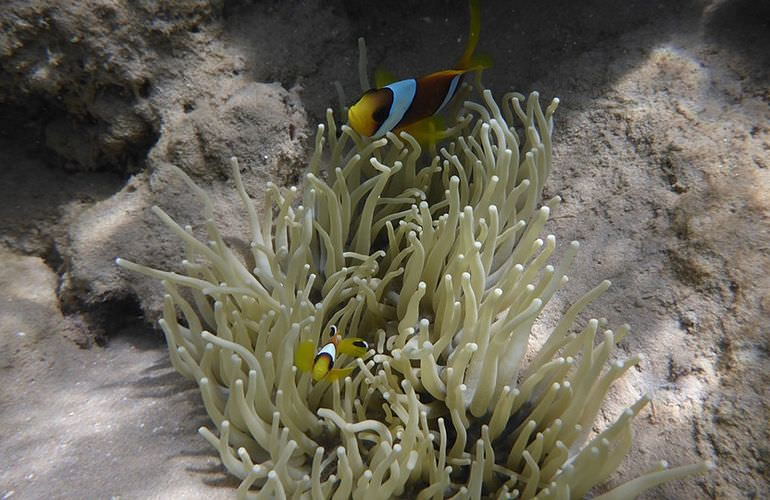 Insel Ausflug mit Schnorcheln ab Sahl Hasheesh - Karibik Feeling pur