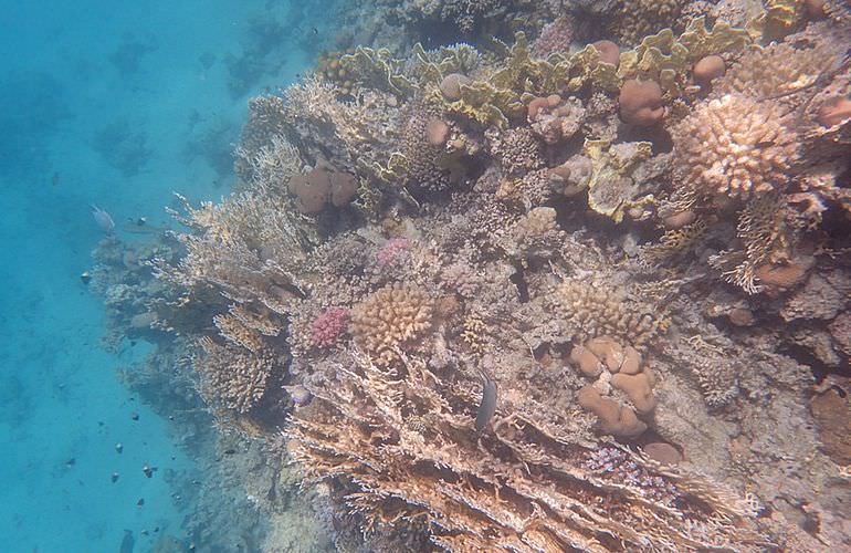 Insel Ausflug mit Schnorcheln ab Sahl Hasheesh - Karibik Feeling pur