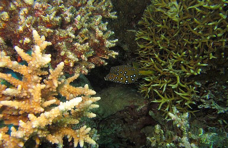 Insel Ausflug mit Schnorcheln ab Sahl Hasheesh - Karibik Feeling pur