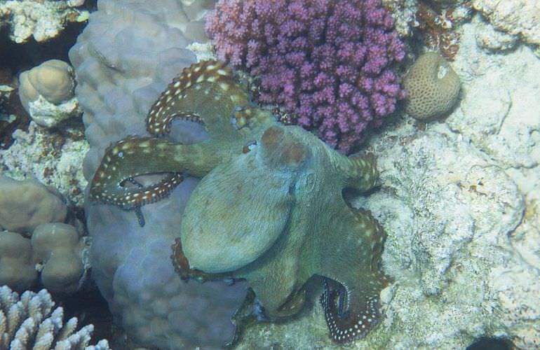 Insel Ausflug mit Schnorcheln ab Sahl Hasheesh - Karibik Feeling pur