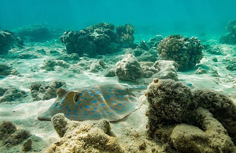 Insel Ausflug mit Schnorcheln ab Sahl Hasheesh - Karibik Feeling pur